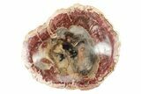 Colorful Polished Petrified Wood Dish - Madagascar #241685-1